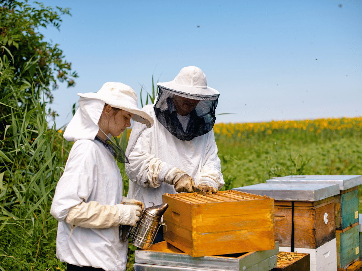 Matériel d'apiculture pour la production de miel naturel de qualité